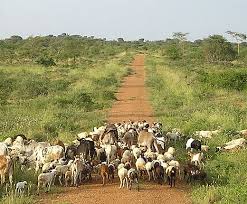 pastoralism是什么意思