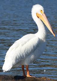 pelican是什么意思