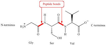 peptide是什么意思