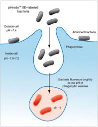 phagocytosis是什么意思