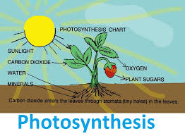 photosynthesis是什么意思