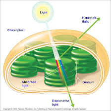 photosynthetic是什么意思