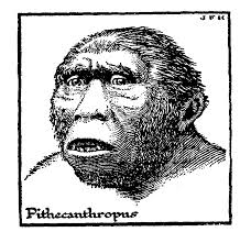 pithecanthropus是什么意思
