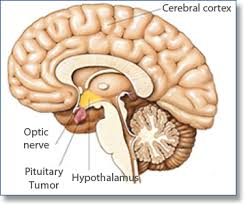pituitary是什么意思