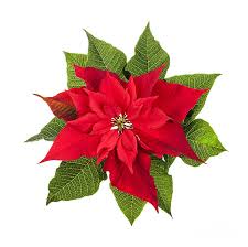 poinsettia是什么意思