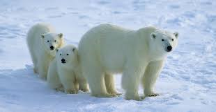 Polar是什么意思 Polar怎么读 Polar翻译为 极地的 两极的 正好 听力课堂在线翻译