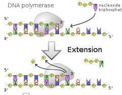 polymerase是什么意思