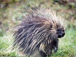 porcupine是什么意思