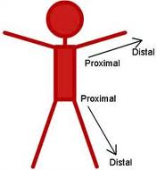 proximal是什么意思