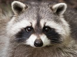 raccoon是什么意思