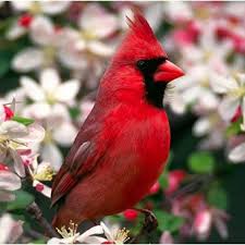 redbird是什么意思