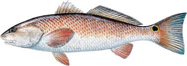 redfish是什么意思