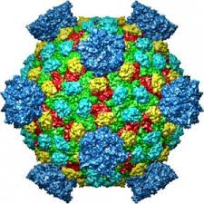 reovirus是什么意思