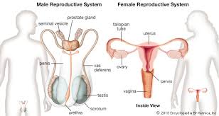 reproductive是什么意思