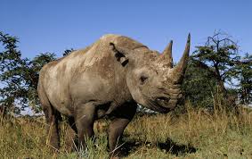 rhino是什么意思