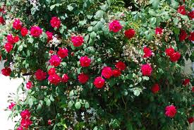 rosebush是什么意思