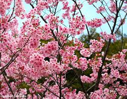 Sakura是什么意思
