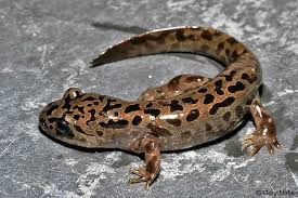 salamander是什么意思