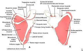 scapula是什么意思