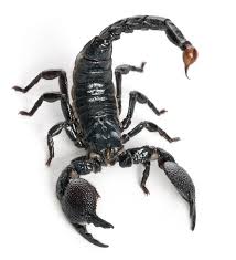 Scorpion是什么意思 Scorpion怎么读 Scorpion翻译为 蝎子 听力课堂在线翻译