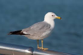 seagull是什么意思