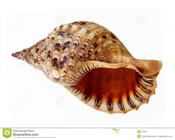 seashell是什么意思
