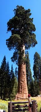 sequoia是什么意思