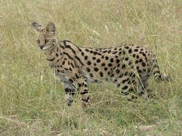 serval是什么意思