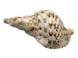 shell是什么意思