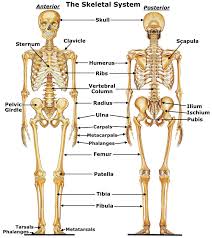 skeletal是什么意思