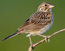 sparrow是什么意思