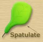 spatulate是什么意思