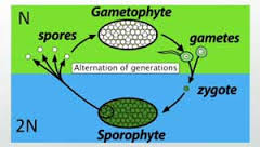 sporophyte是什么意思
