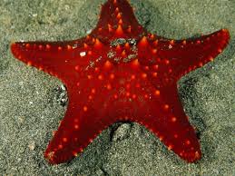 starfish是什么意思