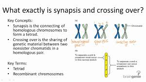 synapsis是什么意思