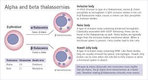 thalassemia是什么意思