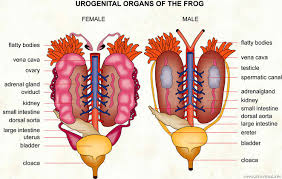 urogenital是什么意思