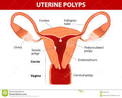 uterine是什么意思