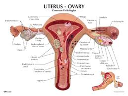uterus是什么意思