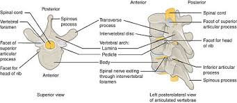 vertebra是什么意思