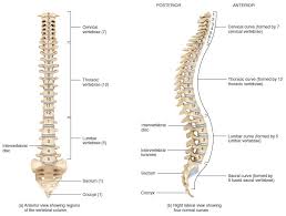 vertebral是什么意思