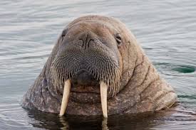 walrus是什么意思,walrus怎么读,walrus翻译为:海象 