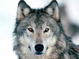wolf是什么意思