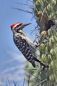 woodpecker是什么意思